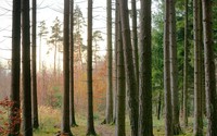 Norway spruce forests in Finland under climate change 