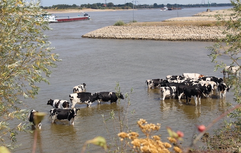 More heat stress for cattle, less milk and meat for us